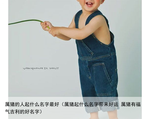 属猪的人起什么名字最好（属猪起什么名字带来好运 属猪有福气吉利的好名字）