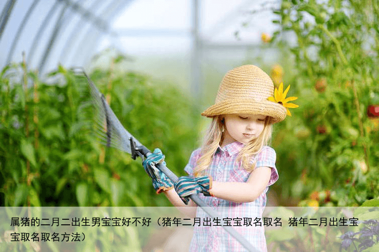 属猪的二月二出生男宝宝好不好（猪年二月出生宝宝取名取名 猪年二月出生宝宝取名取名方法）