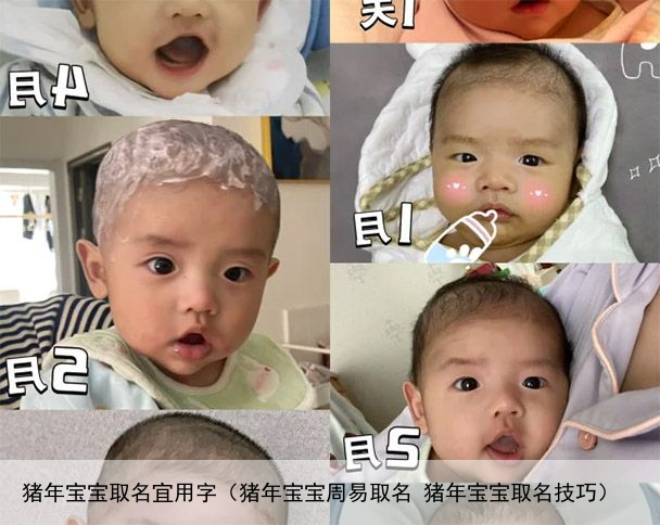 猪年宝宝取名宜用字（猪年宝宝周易取名 猪年宝宝取名技巧）